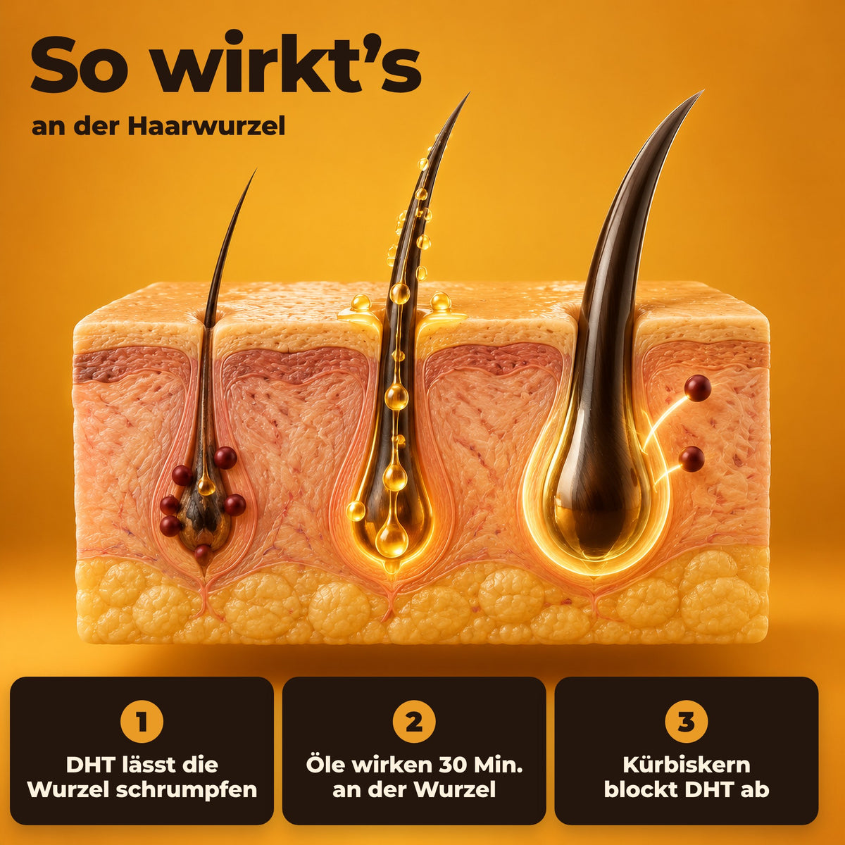 So wirkt die Longevity-Haarwurzeltherapie an der Haarwurzel
